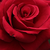 Czerwony  - Róża wielkokwiatowa - Hybrid Tea - National Trust